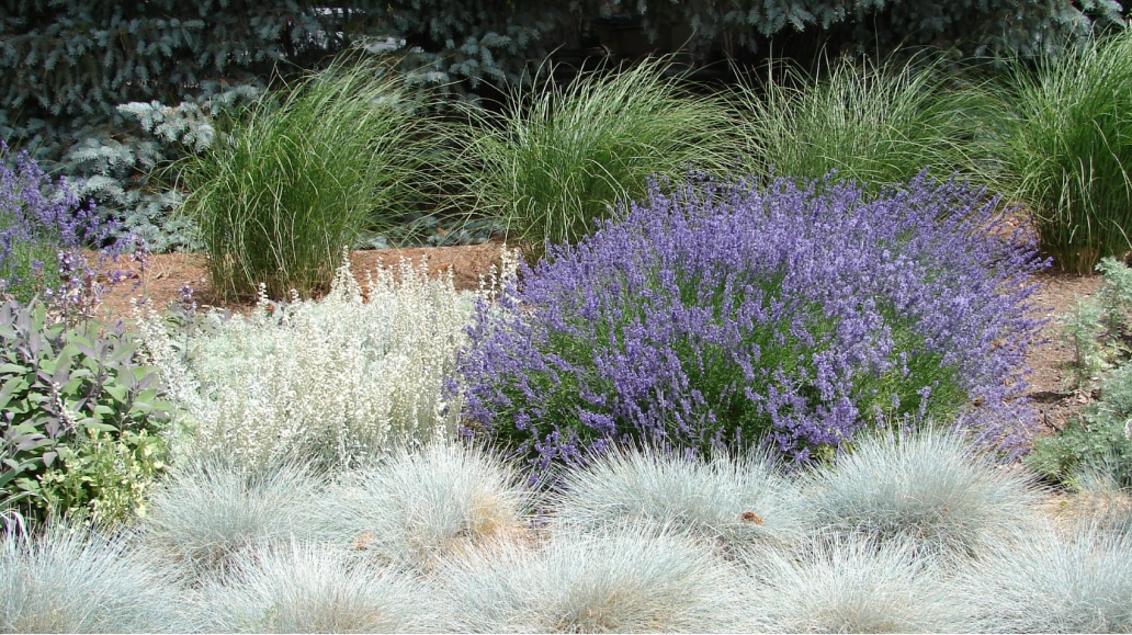Native plants, lavender bush.